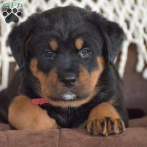Amaya, Bernese Mountain Dog Mix Puppy